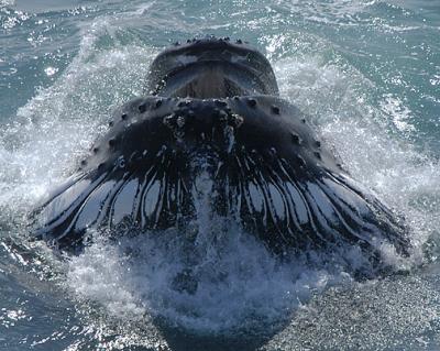 Head on_4723.jpg