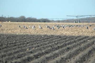 121birds121 003.JPG