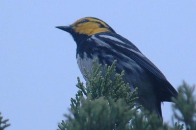 Birds of Uvalde County