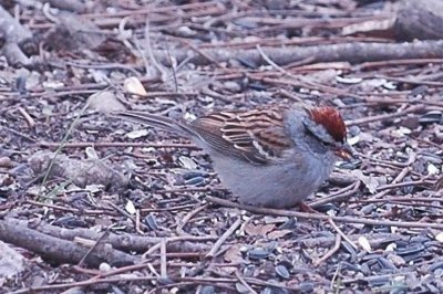 46TennisBirds 060.JPG