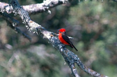 420NealsGarnerStatePark 023.JPG