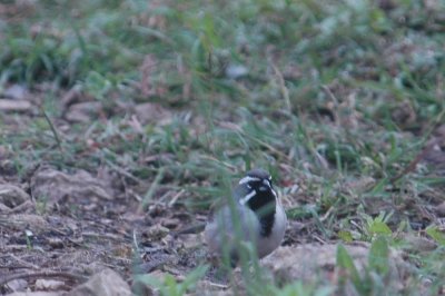 423NealsBirdByChair 005.JPG