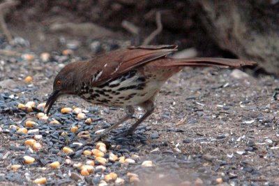 423NealsBirdByChair 024.JPG