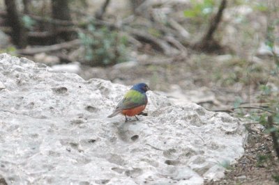 425NealsBirdbyChair 011.JPG