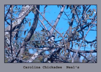 carolinachick222.jpg