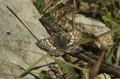 126neals 092.JPG