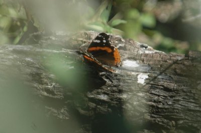 126neals 160.JPG