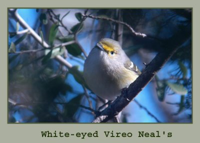 whiteEvireo222.jpg