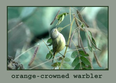 ocrowarbler copy.jpg