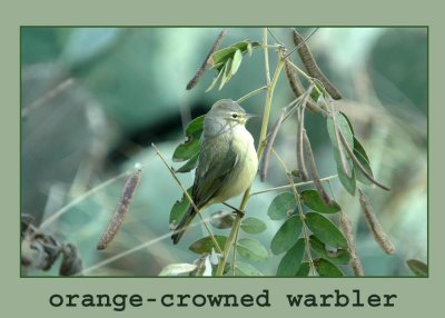ocwarbler222.jpg