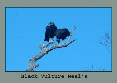 blackV222.jpg