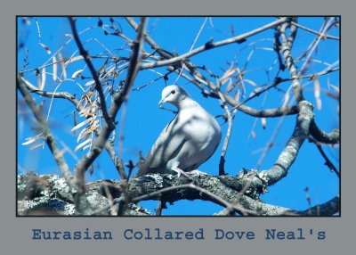 eurasiandove222.jpg