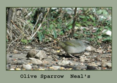 olives copy.jpg