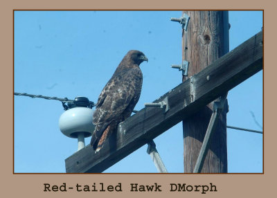 redtaildark555.jpg