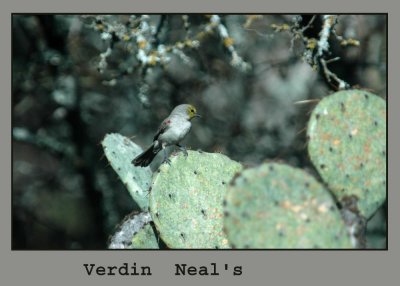 verdin3 copy.jpg