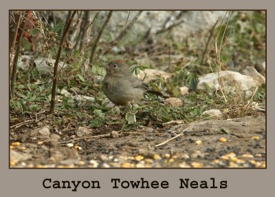 canyontowhee222.jpg