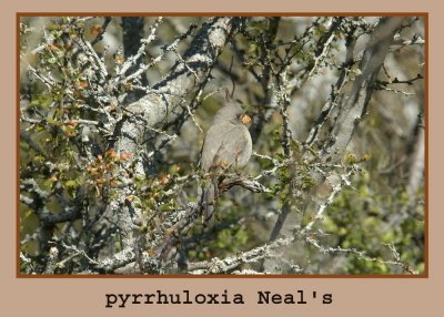 pyrrhu999.jpg