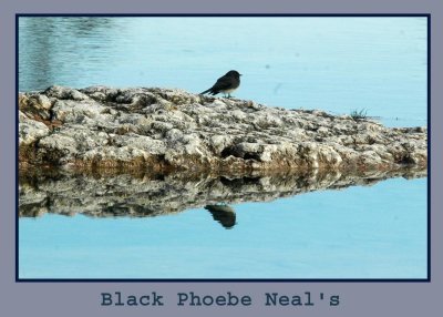 blackphoebe222.jpg