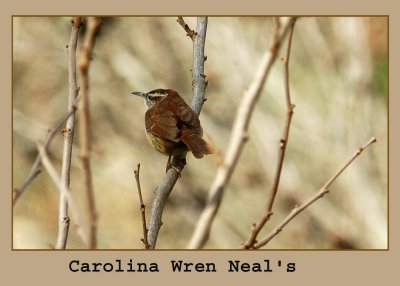 carolinawr222 copy.jpg