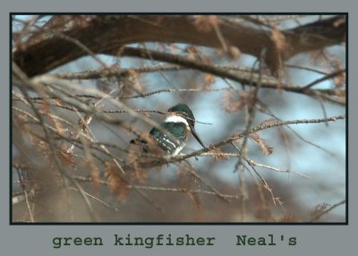 greenking222 copy.jpg