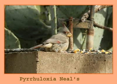 pyrrhuloxia333.jpg