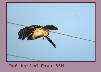 redtail222.jpg