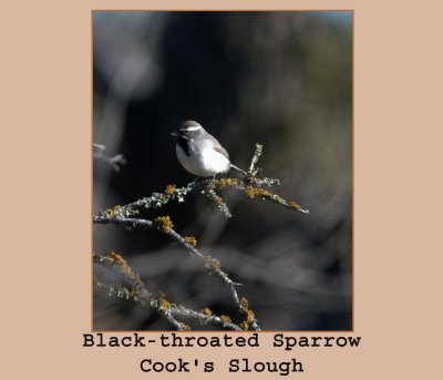 blackthroated222.jpg