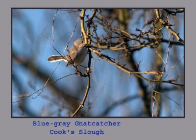 bluegraygn222.jpg