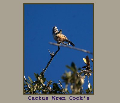 cactuswren2 222.jpg