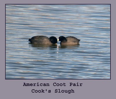 cootpair222.jpg