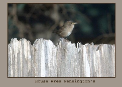 housewren2 222.jpg