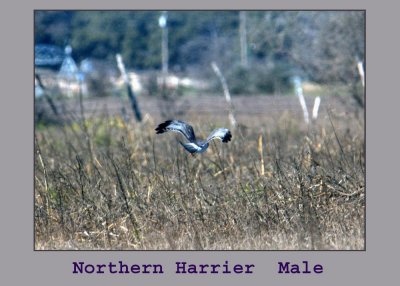 nharrier222.jpg