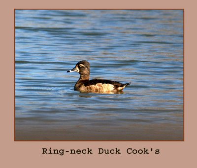 ringnecked2 222copy.jpg