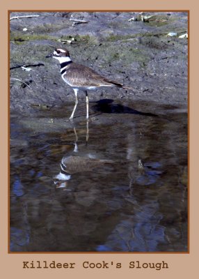 killdeer222.jpg