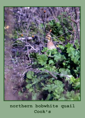 nbwquail222 copy.jpg