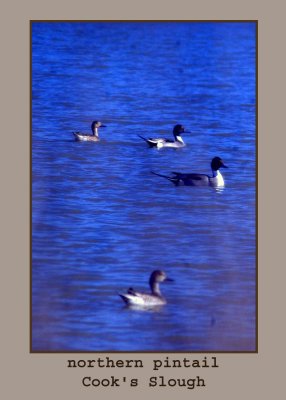 pintails222.jpg