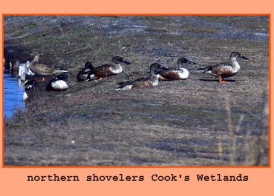 shovelers222.jpg