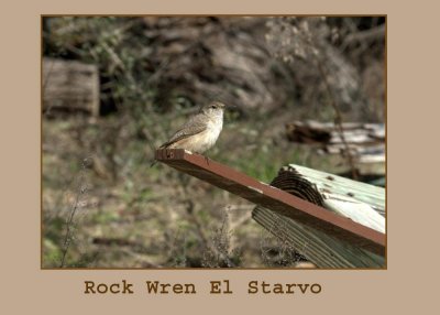 rockwren copy.jpg