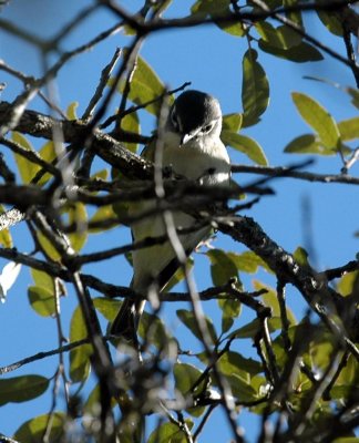 32neals 068blueheaded.jpg