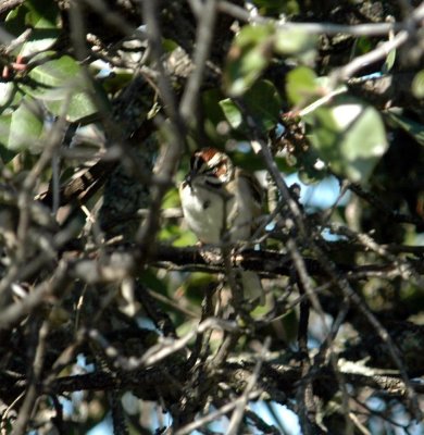 227caldream 259lark.jpg