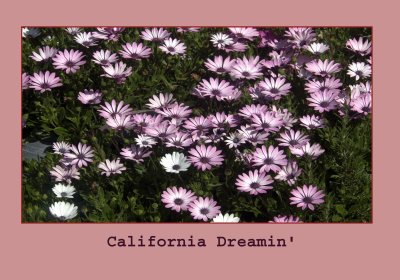 daisies copy.jpg