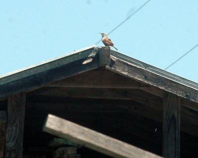 39Neals 077canwren.jpg