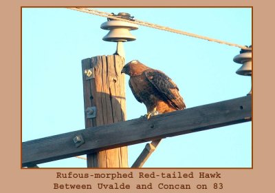 rufous222.jpg