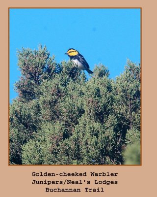 gcwarbler2222.jpg