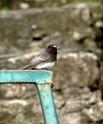 320Neals 025blkphoebe.jpg
