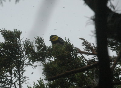 320Neals 034golden-cheeked.jpg