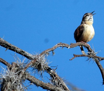 321Neals 032carolinawren.jpg