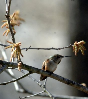 322Neals 152rufous.jpg