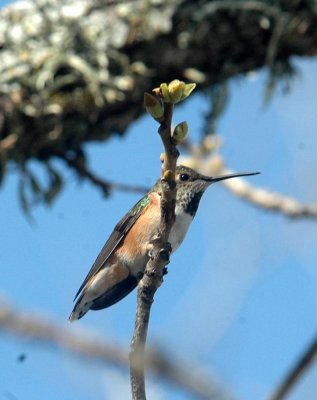 322Neals 167rufous.jpg