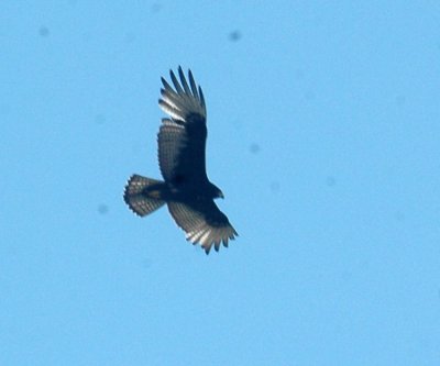 322Neals 190zonetailed.jpg